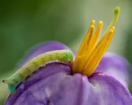 Frequent mowing puts poisonous weed into survival mode