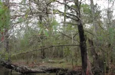 Freshwater management techniques benefit both inland and coastal wetlands stressed by climate change