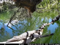 Freshwater turtles found basking in the moonlight 2