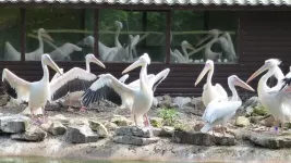 Friendly pelicans breed better