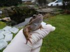 Frogs face virus risk in garden ponds