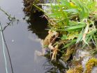 Frogs face virus risk in garden ponds 2