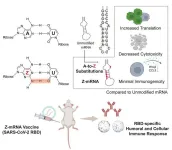 From A to Z: An alternative base modification for mRNA therapeutics