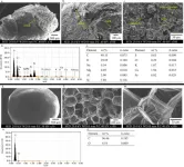 From bad to worse: h=How micro- and meso-plastics collect heavy metals