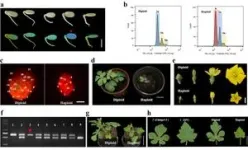 From bad to worse: h=How micro- and meso-plastics collect heavy metals 2