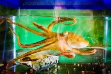 From 'CyberSlug' to 'CyberOctopus': New AI explores, remembers, seeks novelty, overcomes obstacles 2