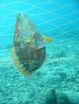 From despair to repair: Dramatic decline of Caribbean corals can be reversed