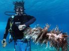 From despair to repair: Dramatic decline of Caribbean corals can be reversed 2