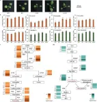 From kale to carotenoid powerhouse: a breakthrough in plant nutrition