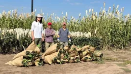 From lab to field: CABBI pipeline delivers oil-rich sorghum