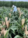 From lab to field: CABBI pipeline delivers oil-rich sorghum 2