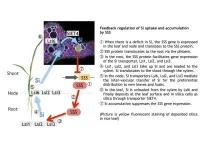 From root to shoot: How silicon powers plant resilience