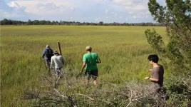 From roots to resilience: investigating the vital role of microbes in coastal plant health