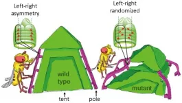 From symmetry to asymmetry: The two sides of life