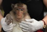 From the mouths of monkeys: Swab technique spots tuberculosis in non-human primates