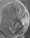 Fruit flies give further insight into evolution of male genitalia driven by sexual selection 3