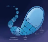 Fruit fly egg takes an active hand in its own growth, highlighting parallels to mammals