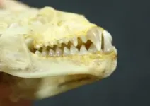 Fruit, nectar, bugs and blood: How bat teeth and jaws evolved for a diverse dinnertime 2