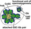 Fruitfly sperm cells reveal intricate coordination in stem cell replication