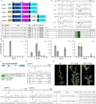 Fruitful innovation: Transforming watermelon genetics with advanced base editors