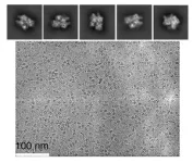 FSU researchers capture high-resolution images of magnesium ions interacting with CRISPR gene-editing enzyme 2