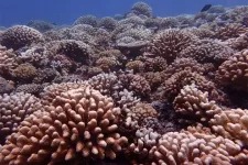 FSU researchers discover how cryptic species respond differently to coral bleaching