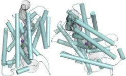 Functionality of a grapevine transport protein defined