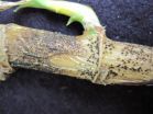 Fungal infection control methods for lucky bamboo