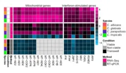 Fungal species causing candidiasis use distinct infection strategies