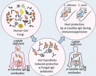 Fungi in the gut prime immunity against infection