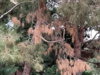 Fungi that causes pine ghost canker detected in southern California trees