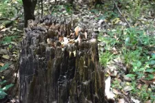 Fungi which normally decay wood can effectively break down low density polyethylene (LDPE) plastic instead - and do so best in the absence of wood