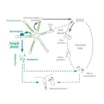 Fungus creates a fast track for carbon