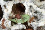 Fungus farming ant genome reveals insight into adaptation of social behavior