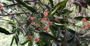 Fungus gnats as pollinators not pests