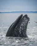 Future climate impacts put whale diet at risk