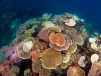 Future risk of coral bleaching set to intensify globally