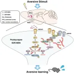 Gaining insights into the chemical basis of aversive learning