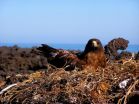 Galápagos hawks hand down lice like family heirlooms