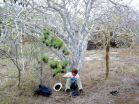 Galápagos hawks hand down lice like family heirlooms 3