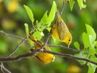 Galapagos birds exhibit ‘road rage’ due to noise