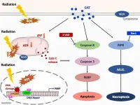 Ganoderic acid increases radiosensitivity of cancer cell