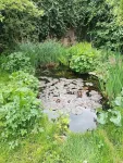 Garden ponds: Hidden gems of urban biodiversity conservation