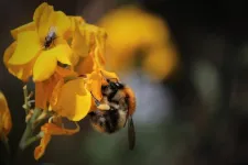 Gardens prevent pollinators from starving when farmland nectar is scarce, new study finds