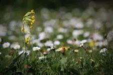 Gardens prevent pollinators from starving when farmland nectar is scarce, new study finds 3