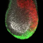 Gastrulation research reveals novel details about embryonic development