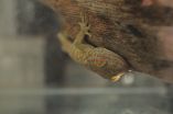 Geckos are sticky without effort 2