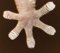 Geckos are sticky without effort 3