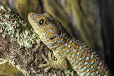 Geckos know their own odor