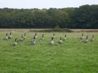 Geese ‘keep calm and carry on’ after deaths in the flock